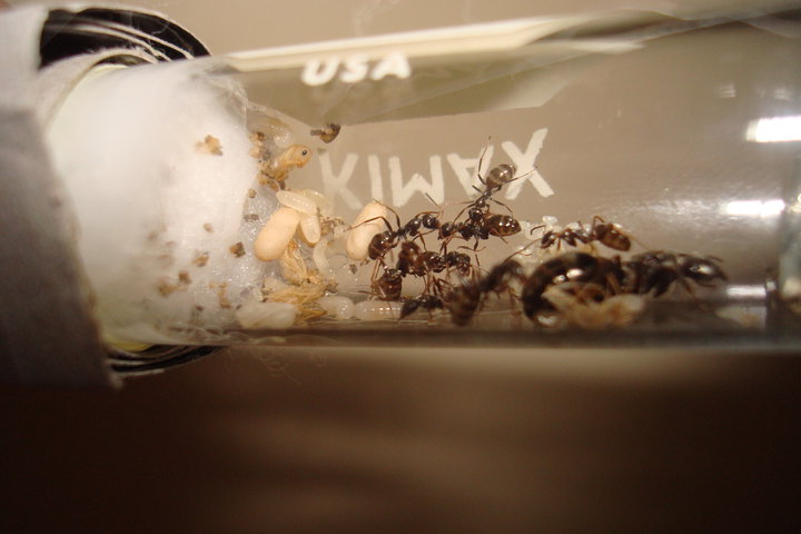 Starting Your Ant Colony | AntsCanada