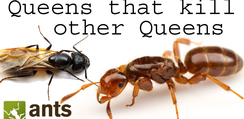 New Video: Queen Ants that Kill Other Queen Ants - AntsCanada
