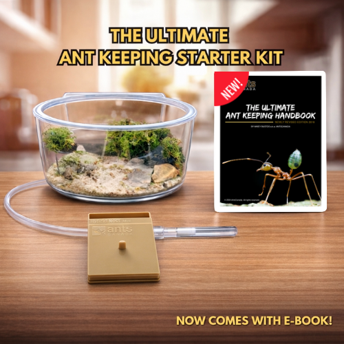 Ant keeping starter kit with terrarium, book, and thermometer on a wooden surface.