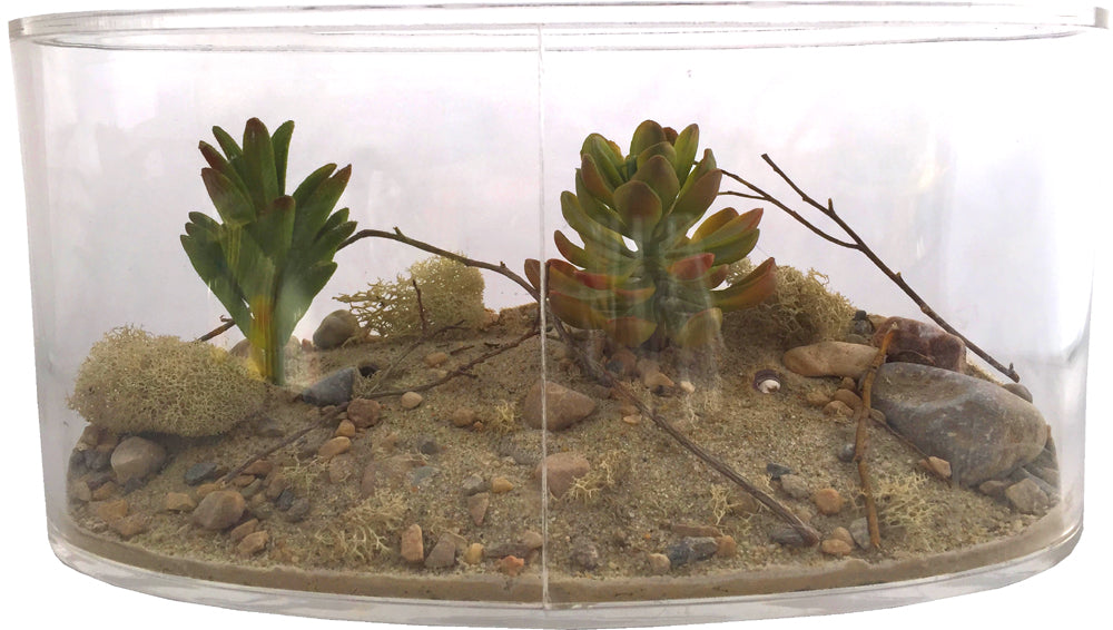 Biome Kits AntsCanada