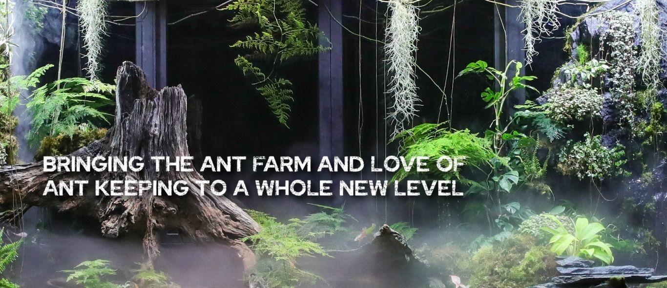 Bringing the ant farm and love of ant keeping to a whole new level