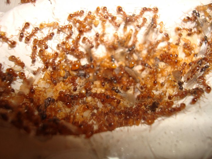 Myror Ant Care – AntsCanada