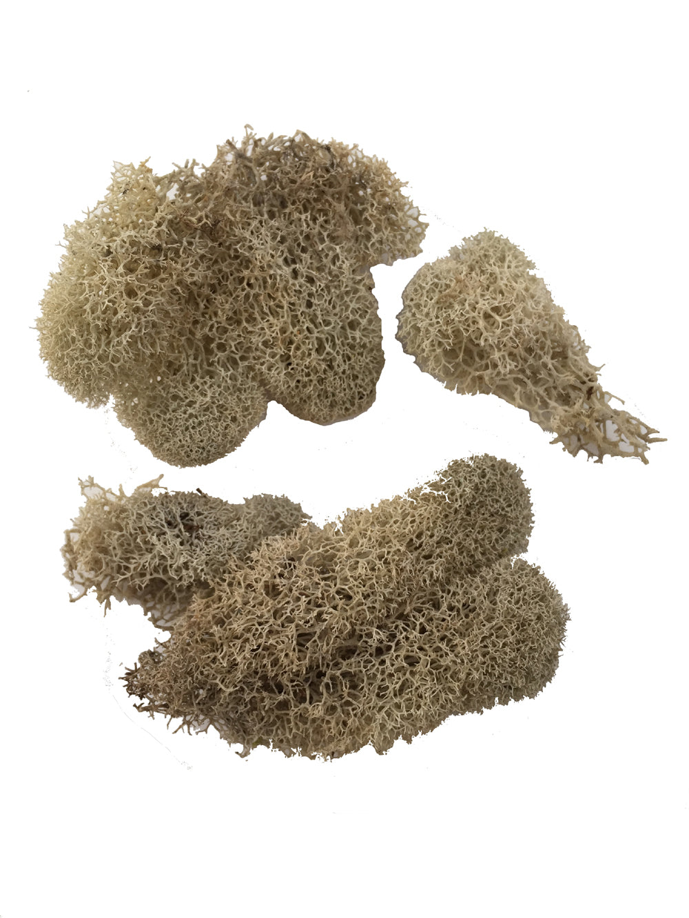 Biome Kits AntsCanada