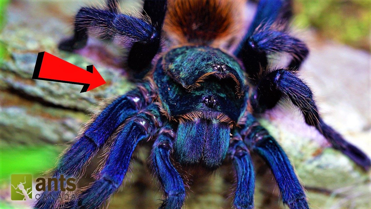 New Video The Most Beautiful Tarantula In The World Antscanada